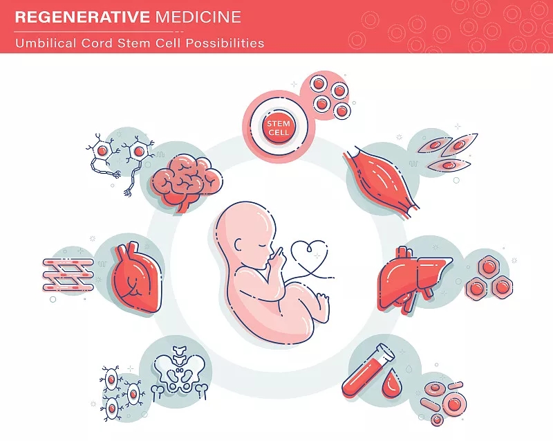 臍帶間充質(zhì)干細(xì)胞對于多種疾病的治療機(jī)理