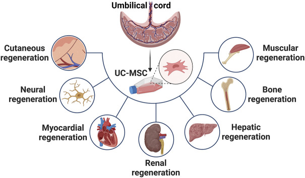 臍帶間充質(zhì)干細(xì)胞在治療皮膚、神經(jīng)、心肌、腎臟、肝臟、骨骼和肌肉功能障礙等多種疾病中的應(yīng)用