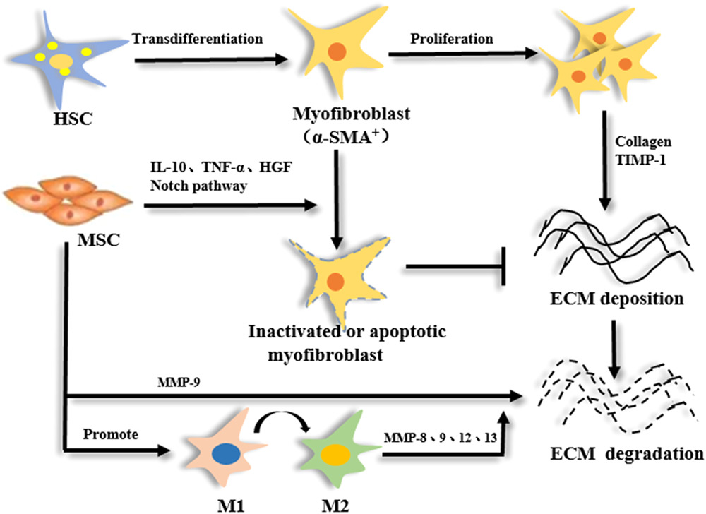 間充質干細胞 (MSC) 減少纖維化的機制 間充質干細胞 (MSC) 減少纖維化的機制