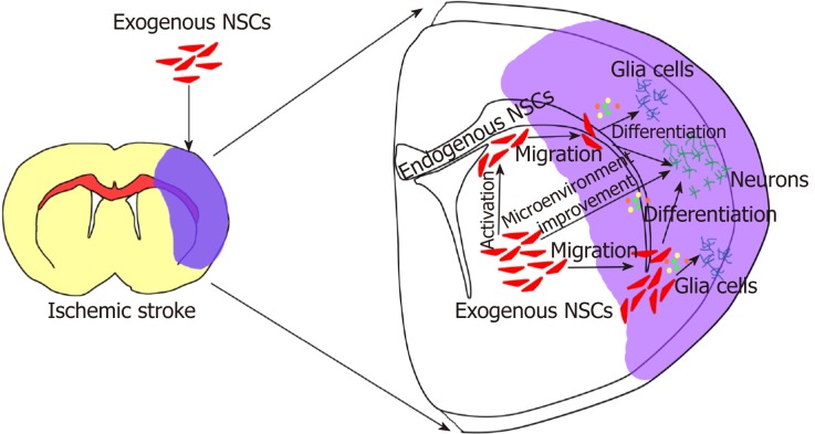 圖2：外源性神經干細胞移植治療腦缺血性中風
