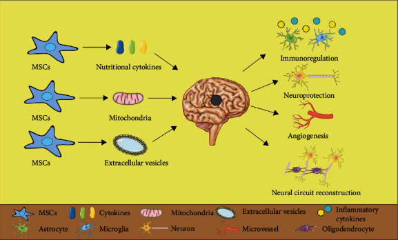 間充質(zhì)干細(xì)胞治療缺血性腦卒中的機(jī)制