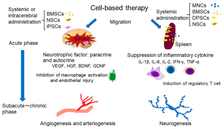 圖1：干細胞療法治療中風的機制概述。