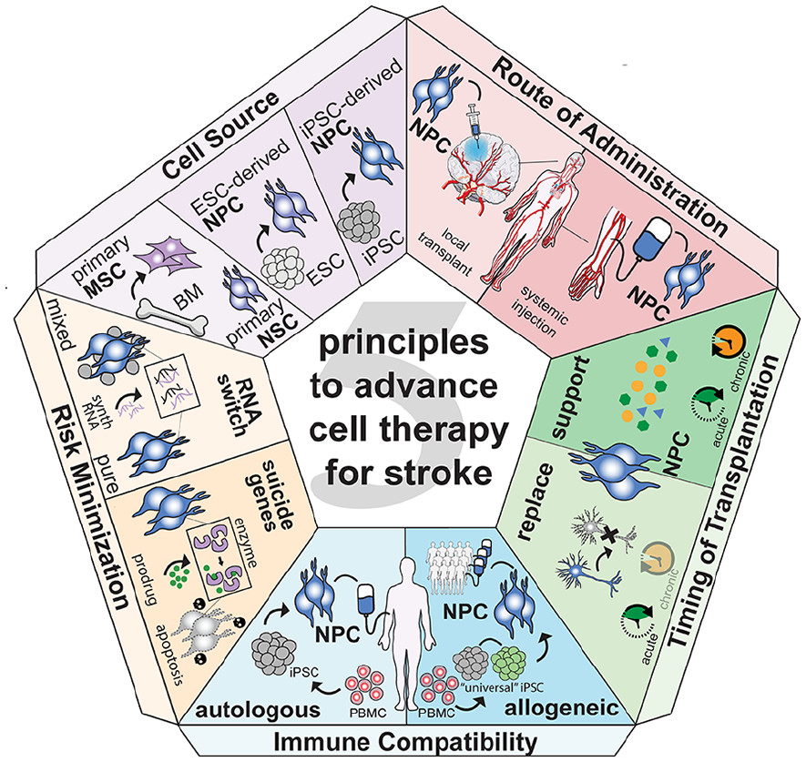 圖1：推進中風細胞治療的五項原則。