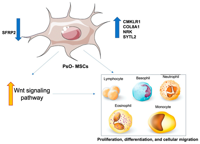 圖4：PsO-MSCs與免疫細胞的關系
