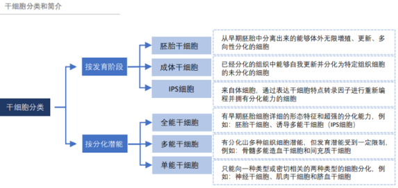 干細胞分類 干細胞分類