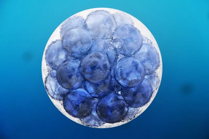 什么是組織干細胞? 什么是組織干細胞?