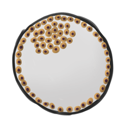 4. 細(xì)胞分為內(nèi)部團(tuán)塊和外部團(tuán)塊。內(nèi)部細(xì)胞可以作為干細(xì)胞收獲。