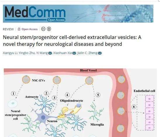 神經(jīng)干細(xì)胞外泌體調(diào)控中樞神經(jīng)系統(tǒng)中不同細(xì)胞功能 神經(jīng)干細(xì)胞外泌體調(diào)控中樞神經(jīng)系統(tǒng)中不同細(xì)胞功能