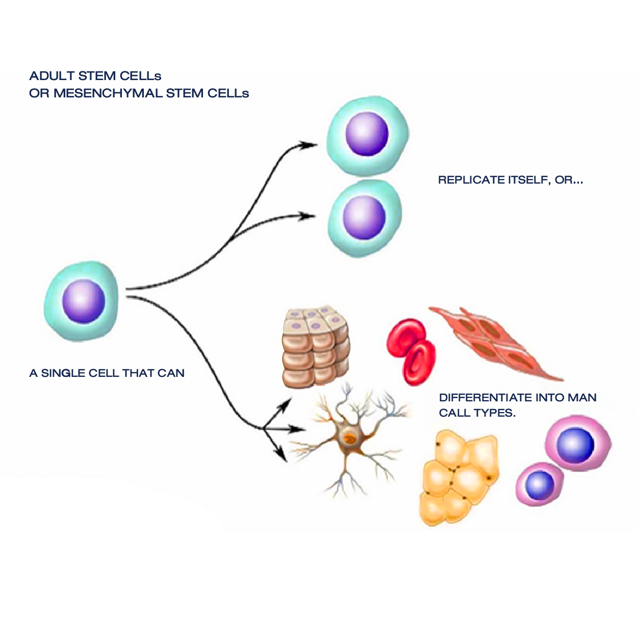 成體干細胞或間充質干細胞