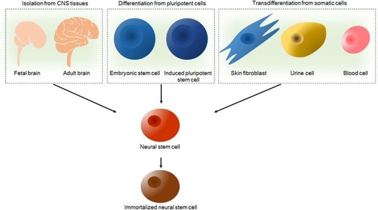 圖2：神經干細胞的來源