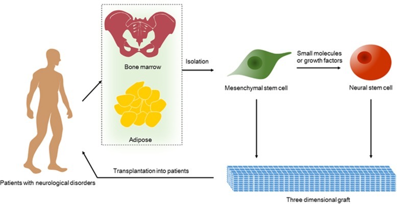 神經干細胞的衍生和移植的治療策略
