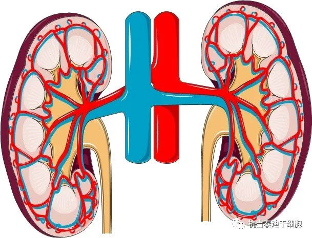 腎臟疾?。焊杉毎煼ㄈ绾螌ζ涮峁椭?？