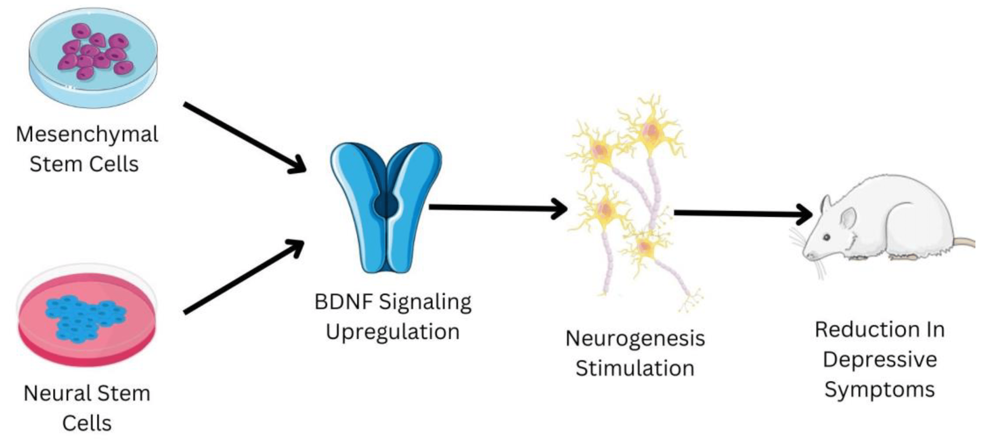 間充質干細胞和神經干細胞在抑郁癥治療中的作用