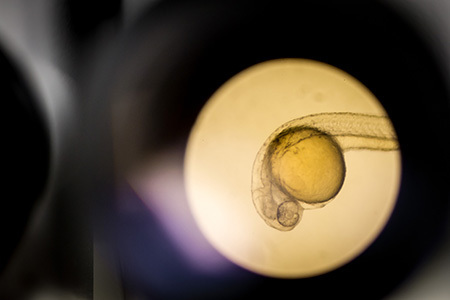 什么是成體干細胞 什么是成體干細胞