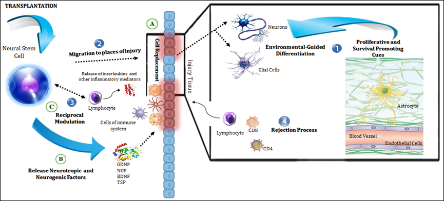 移植的神經(jīng)干細(xì)胞在宿主中的作用機(jī)制 移植的神經(jīng)干細(xì)胞在宿主中的作用機(jī)制