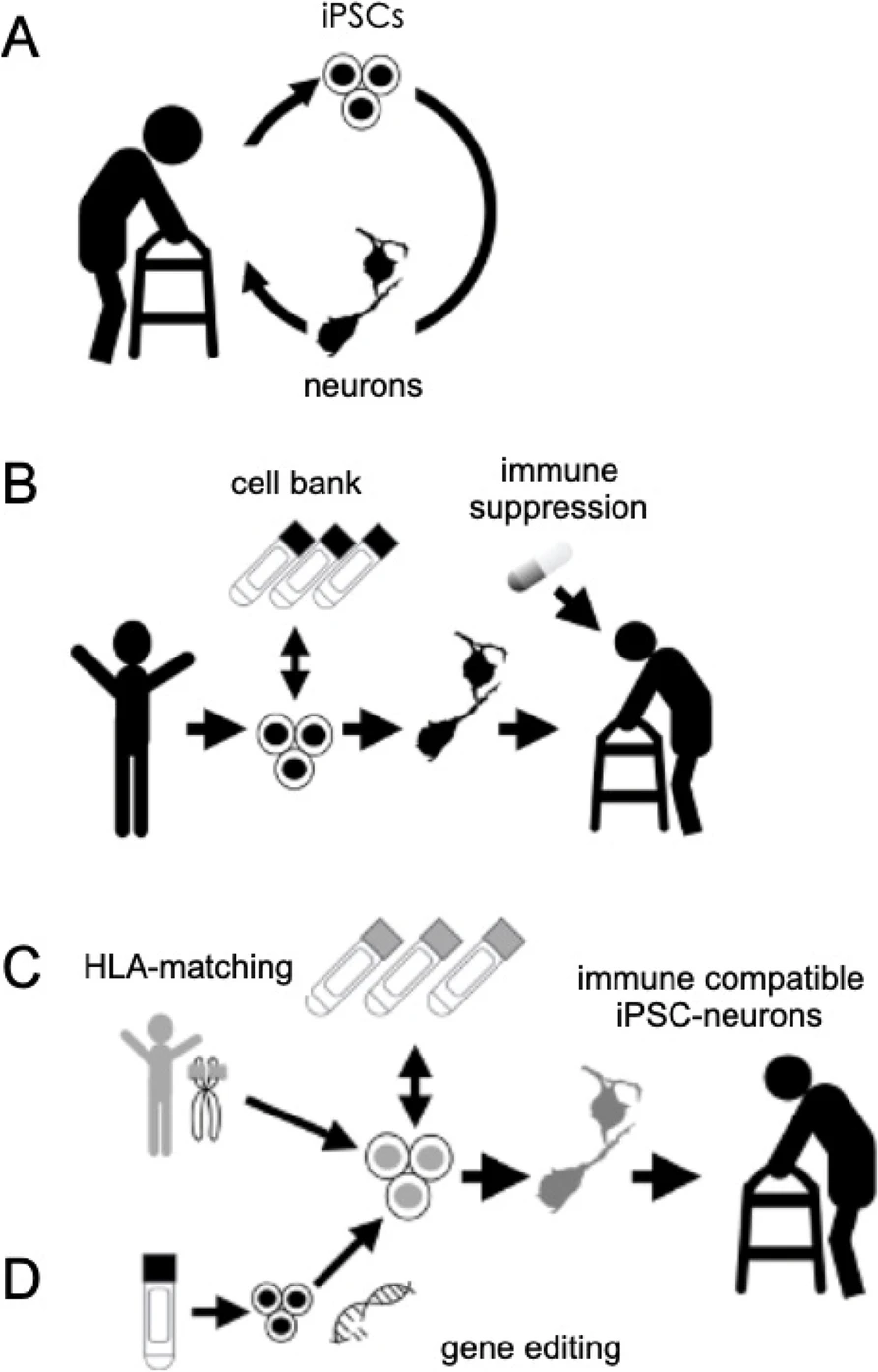干細胞療法的模式 干細胞療法的模式