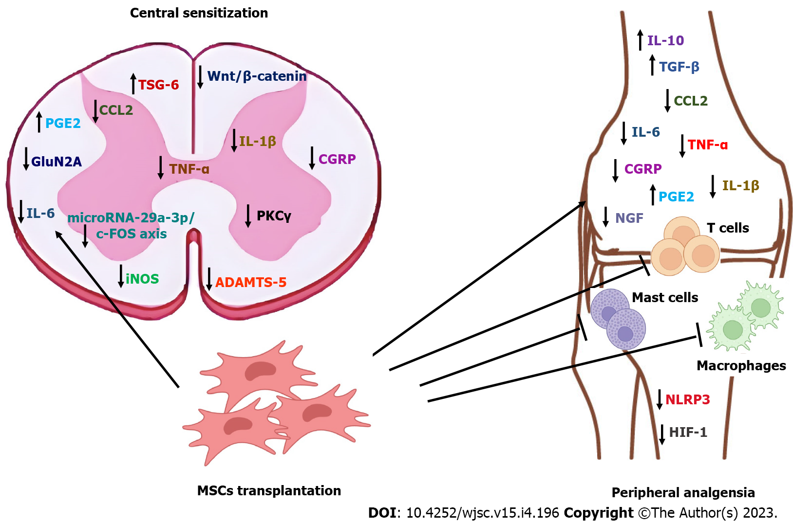 圖1：圖解總結(jié)了間充質(zhì)干細(xì)胞在骨關(guān)節(jié)炎中的已證實(shí)和預(yù)期鎮(zhèn)痛機(jī)制。