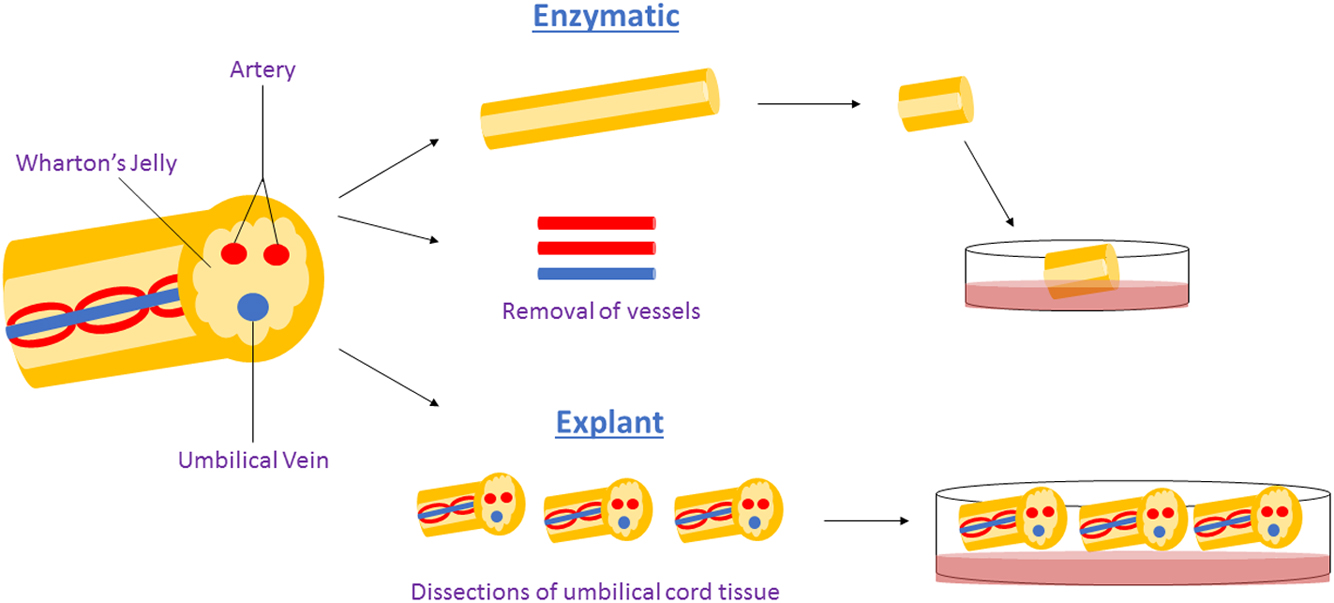 圖1:用于獲得WJ-MSCs沃頓氏膠質間充質干細胞的酶法與外植體法。 圖1:用于獲得WJ-MSCs沃頓氏膠質間充質干細胞的酶法與外植體法。