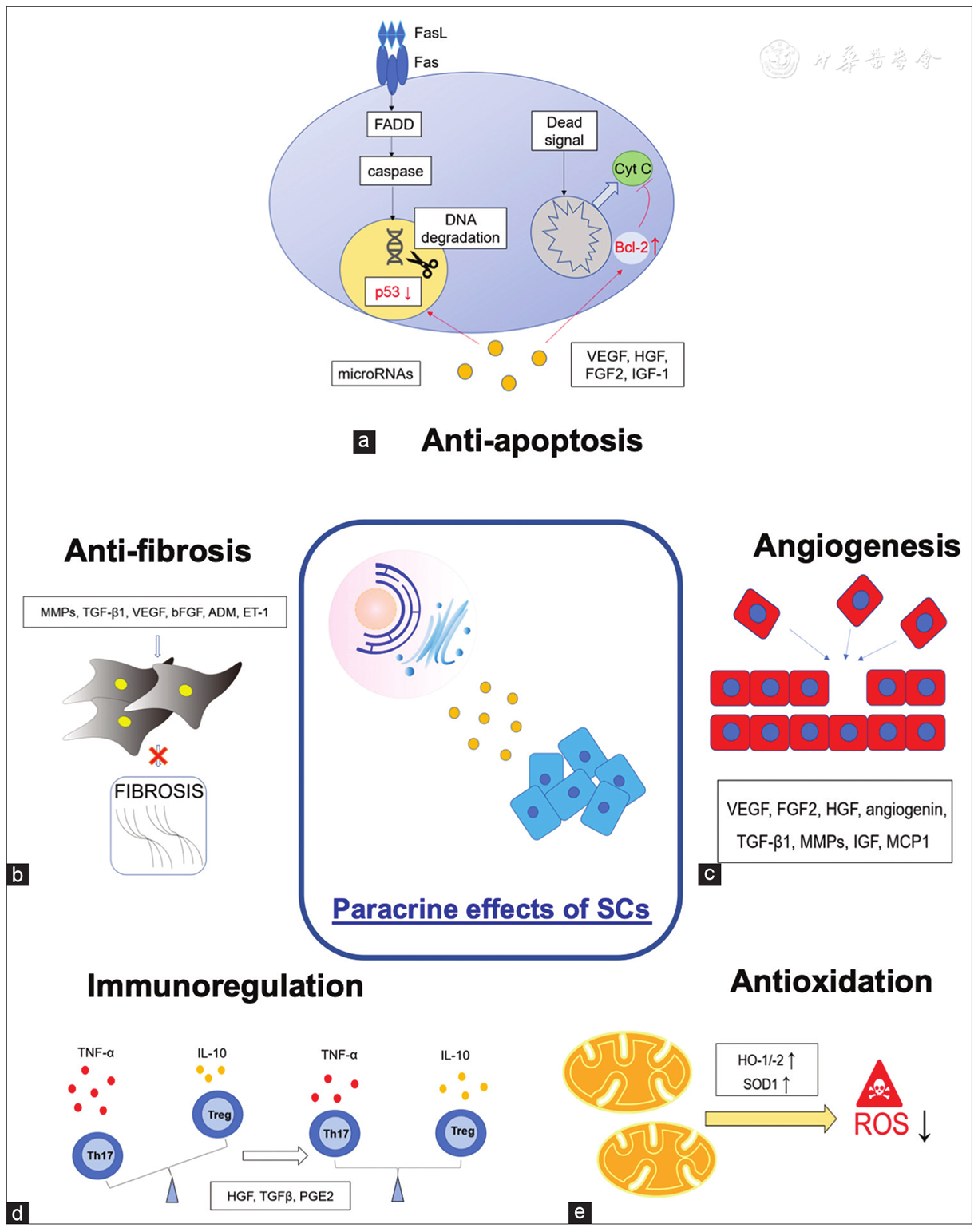 圖3:干細胞療法中涉及的旁分泌機制。