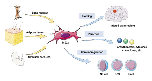 間充質(zhì)干細胞治療神經(jīng)退行性疾病的機制 間充質(zhì)干細胞治療神經(jīng)退行性疾病的機制