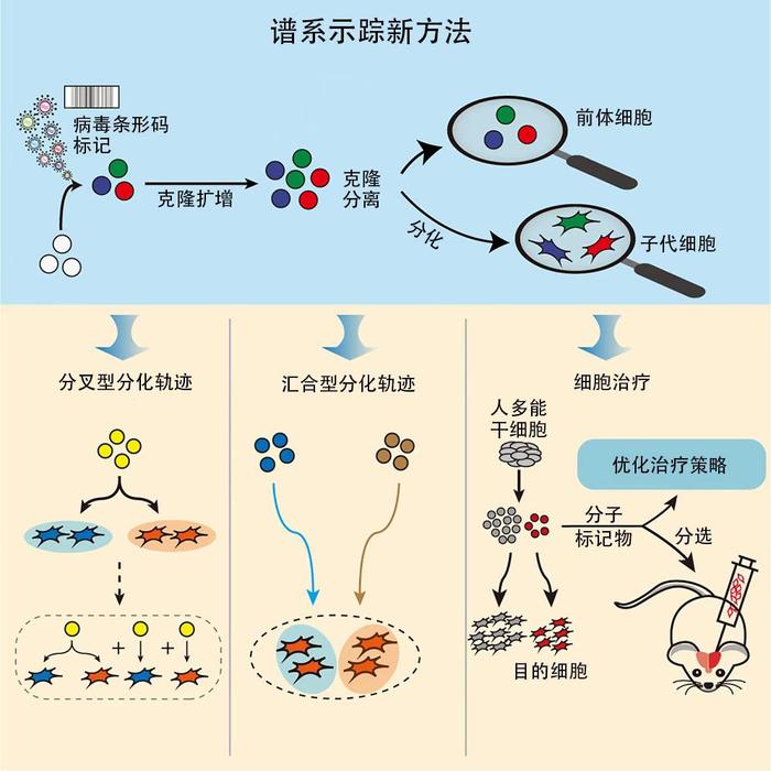 譜系示蹤新方法 譜系示蹤新方法