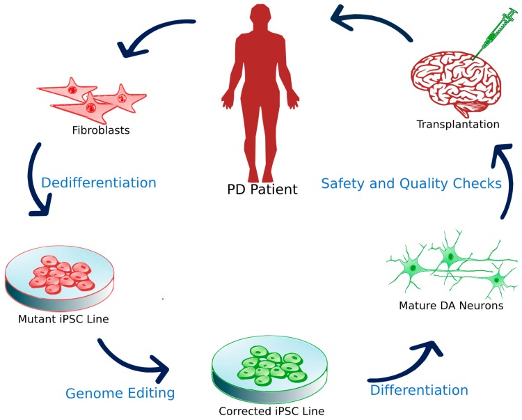圖3：誘導多能干細胞移植。