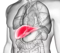 是什么原因導致肝損傷？