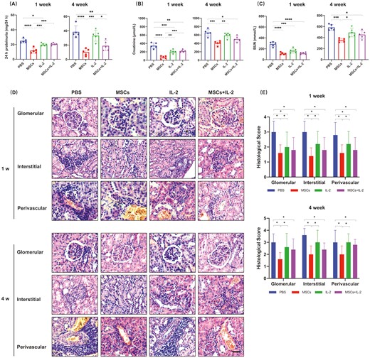 圖2:UC-MSCs治療可長期緩解腎損傷 圖2:UC-MSCs治療可長期緩解腎損傷