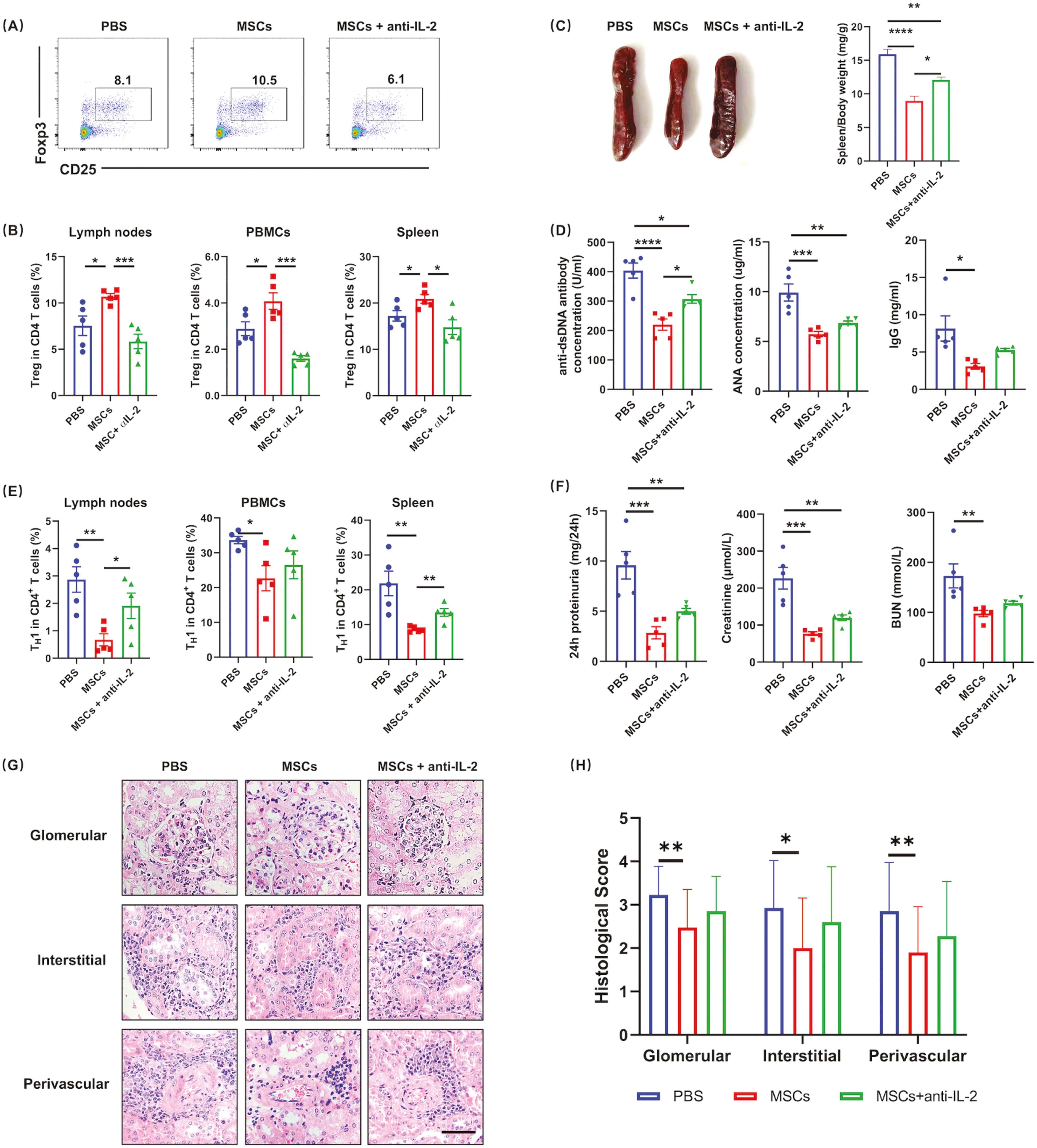 圖6:IL-2的中和顯著損害了MSC對SLE的治療效果 圖6:IL-2的中和顯著損害了MSC對SLE的治療效果
