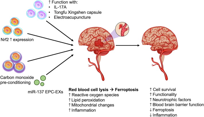圖1：該圖說明了干細胞治療出血性中風的進展