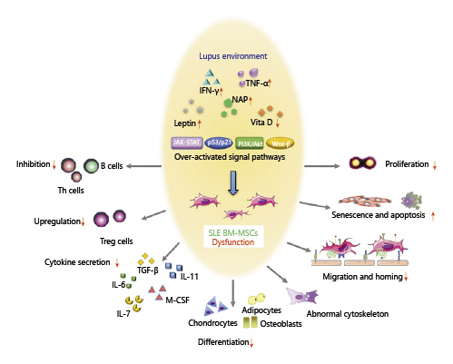 SLE 中 BM-MSC 的功能障礙。來自狼瘡小鼠或患者的 BM-MSC 表現(xiàn)出遷移、增殖、分化和免疫調(diào)節(jié)能力受損,并且衰老加劇。SLE中體內(nèi)炎癥環(huán)境異常以及JAK-STAT、p53/p21、PI3K/Akt、Wnt/beta-catenin等信號通路的異常可能與BM-MSCs的缺陷有關(guān)。 SLE中BM-MSC的功能障礙。來自狼瘡小鼠或患者的BM-MSC表現(xiàn)出遷移、增殖、分化和免疫調(diào)節(jié)能力受損,并且衰老加劇。SLE中體內(nèi)炎癥環(huán)境異常以及JAK-STAT、p53/p21、PI3K/Akt、Wnt/beta-catenin等信號通路的異常可能與BM-MSCs的缺陷有關(guān)。