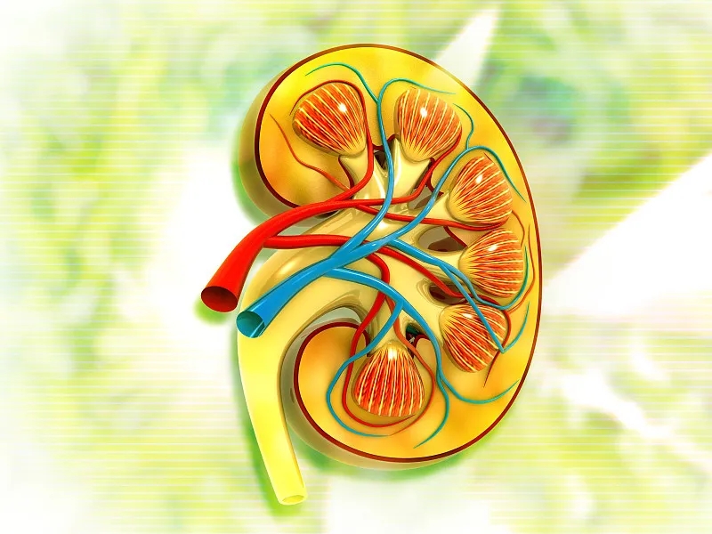 關(guān)于第3期腎病，您應(yīng)該知道的一切