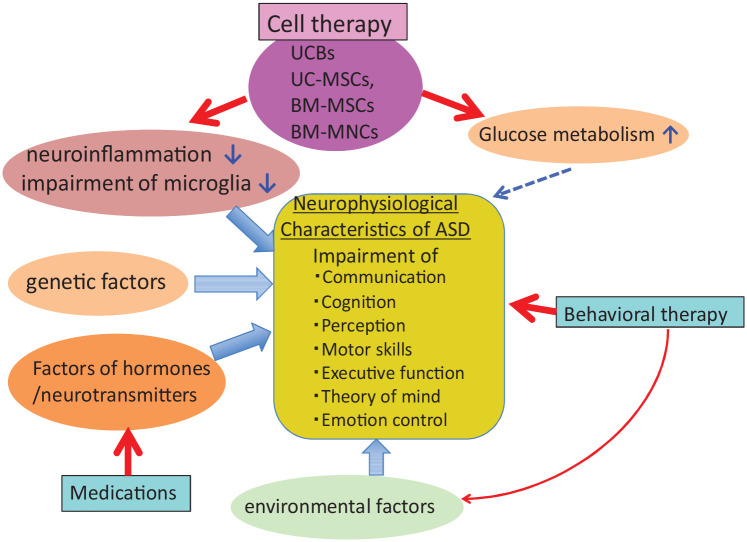 圖1:ASD的病理生理學和治療。 圖1:ASD的病理生理學和治療。