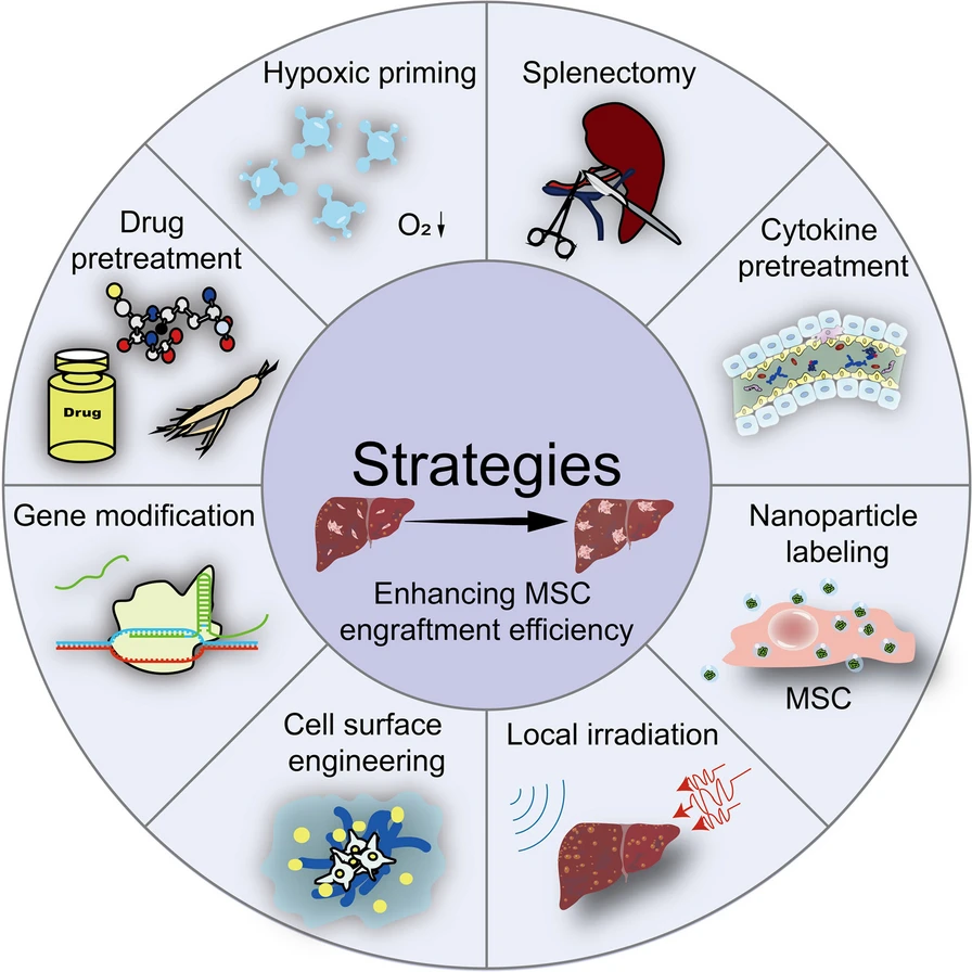 圖3：增強間充質干細胞存活和歸巢能力的策略