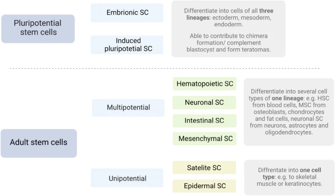 圖2:干細胞根據分化潛能進行分裂。 圖2:干細胞根據分化潛能進行分裂。