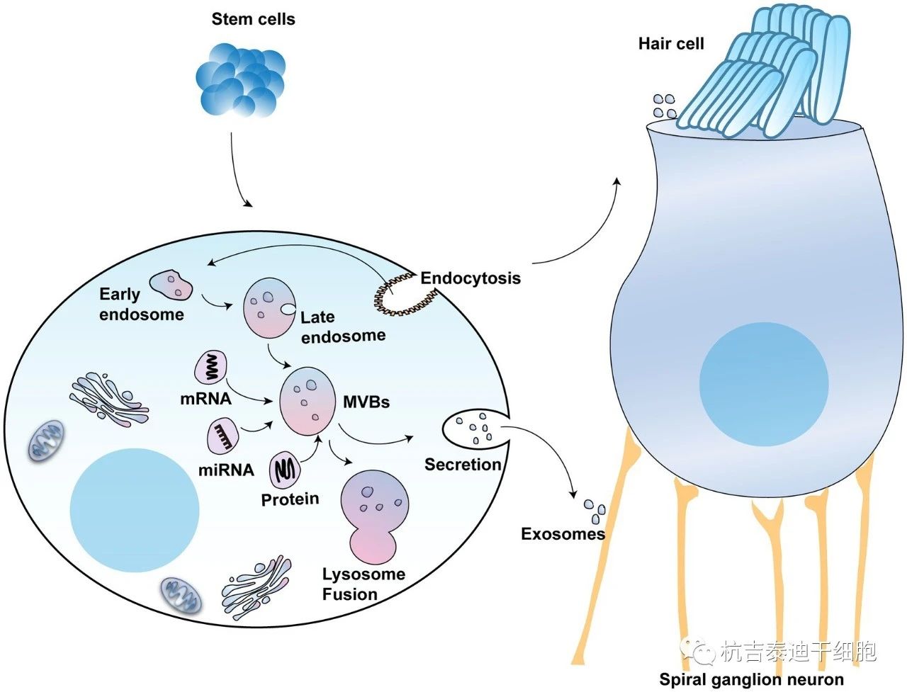 圖2:外泌體在聽力保護中的潛在用途 圖2:外泌體在聽力保護中的潛在用途