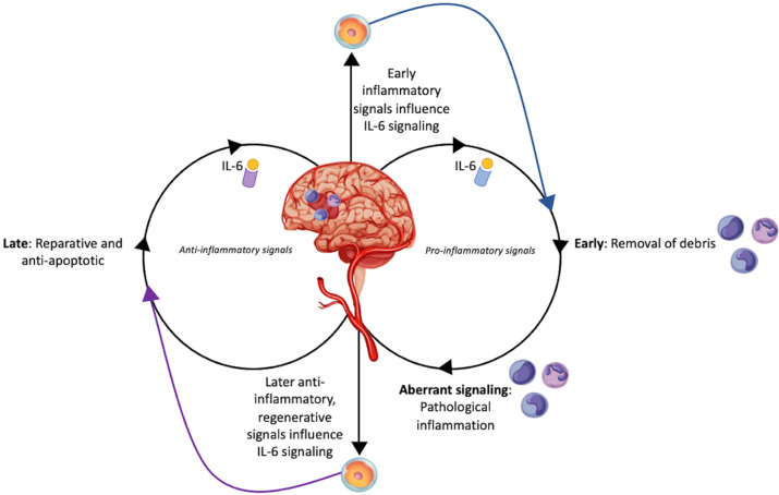 圖1:干細胞對中風患者白細胞介素-6的調節作用 圖1:干細胞對中風患者白細胞介素-6的調節作用