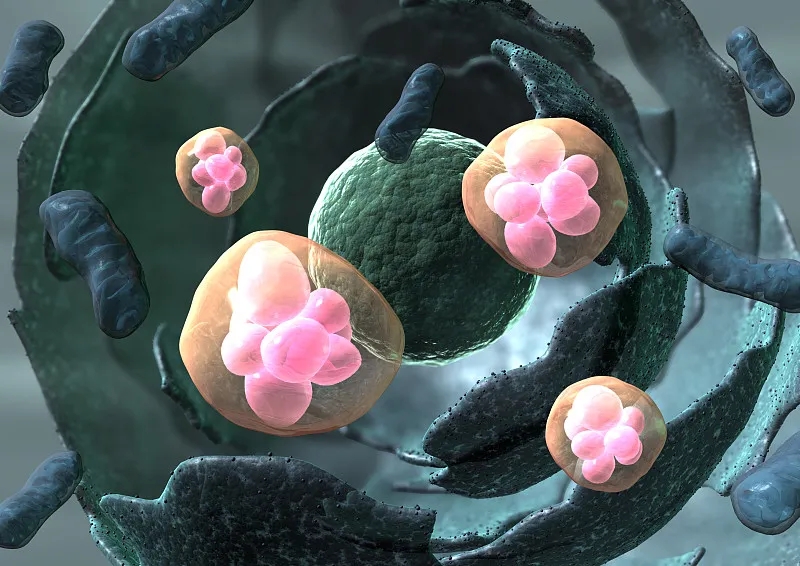 用于治療疾病的干細胞有哪些不同類型？