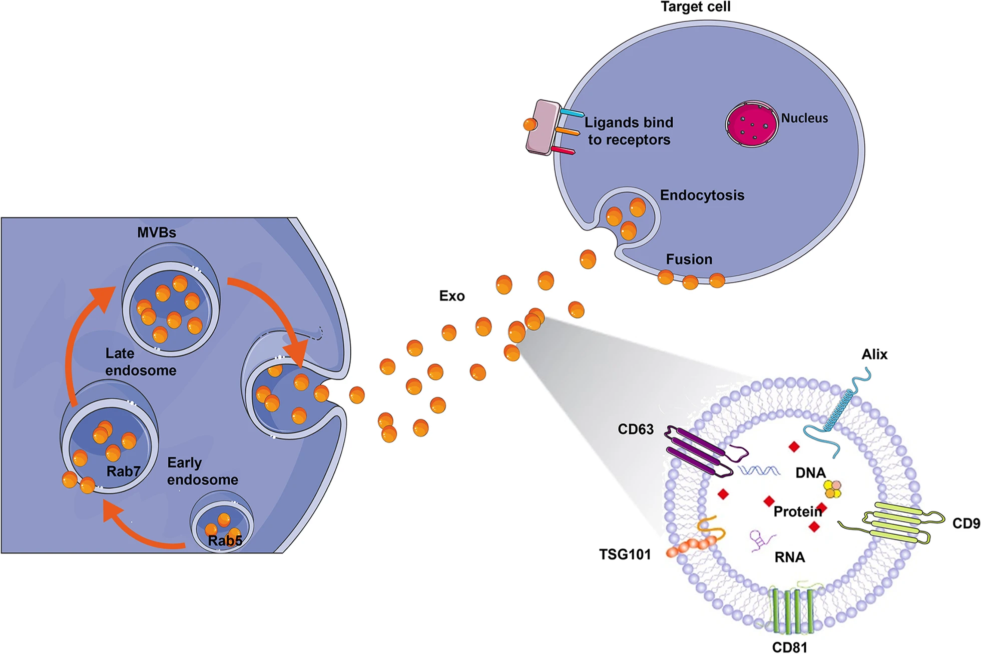 圖2：外泌體生物合成和配體受體結(jié)合的示意圖。