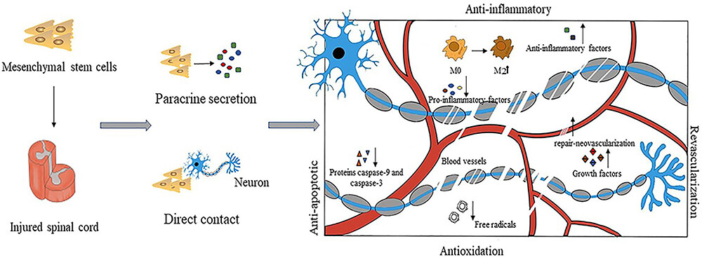 圖3:間充質干細胞具有抗炎作用 圖3:間充質干細胞具有抗炎作用