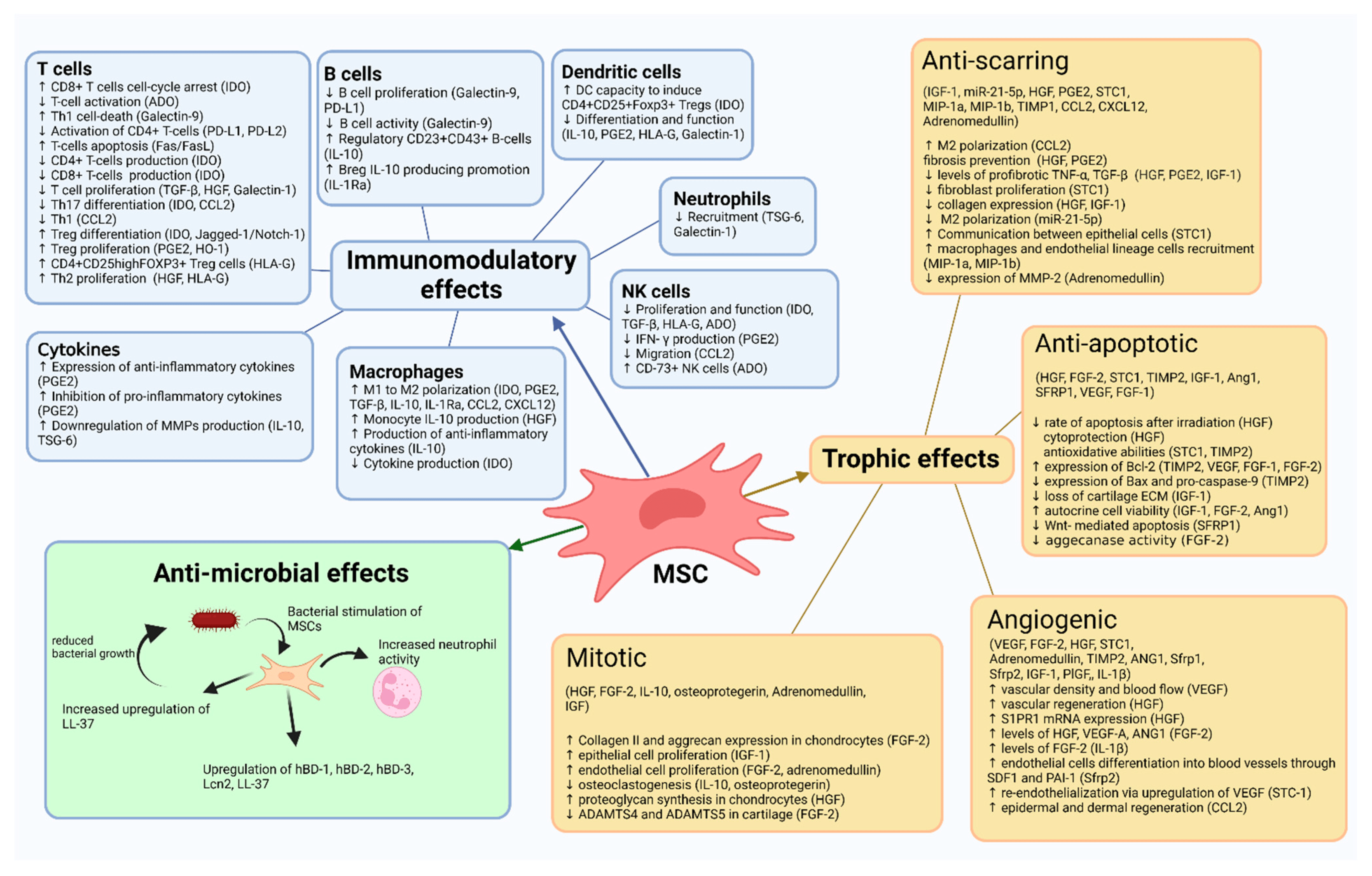 間充質干細胞作用機制總結 間充質干細胞作用機制總結