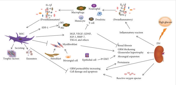 圖1：間充質(zhì)干細(xì)胞通過調(diào)節(jié)炎癥反應(yīng)、纖維化反應(yīng)和免疫細(xì)胞來減輕DN的病理變化和臨床表現(xiàn)