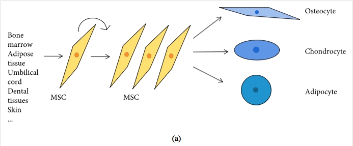 圖1:間充質干細胞促進組織修復和免疫抑制機制的示意圖 圖1:間充質干細胞促進組織修復和免疫抑制機制的示意圖