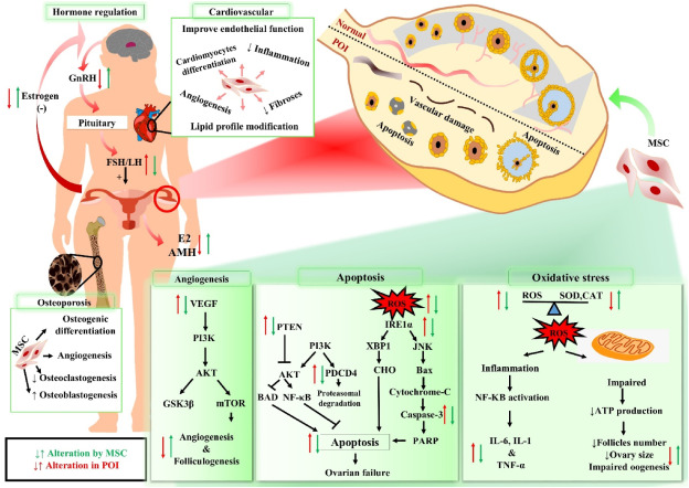 圖1：干細胞療法治療卵巢早衰（POI）患者的機制作用。