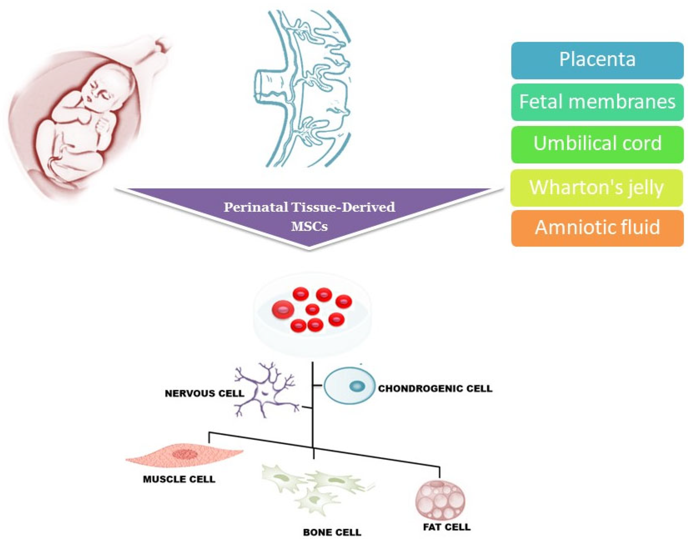 圖1：圍產期組織來源的干細胞可以從胎盤、胎膜、臍帶、沃頓膠和羊水中分離出來，可以分化成多種細胞譜系，包括肌肉細胞、神經細胞、軟骨細胞、骨細胞和脂肪細胞。