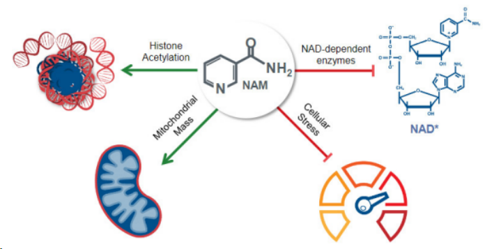 ▲NAM細胞擴增技術原理（圖片來源：Gamida cell官網）