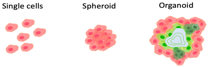 圖1：組織移植的方式。