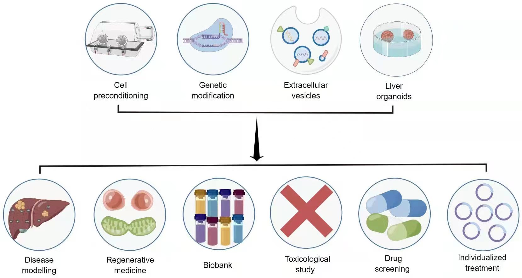 圖3:干細胞治療肝病的新策略和應用前景。 圖3:干細胞治療肝病的新策略和應用前景。