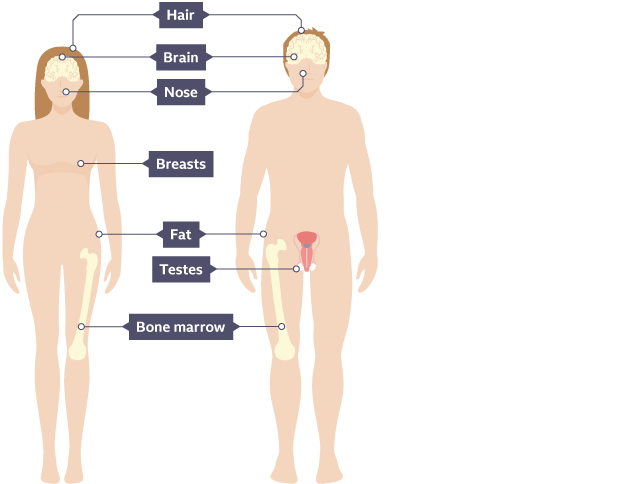成體干細(xì)胞在人體的位置