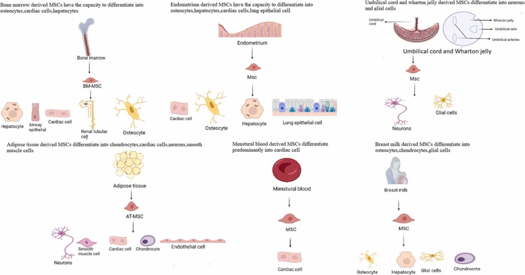 間充質干細胞有哪些優勢？